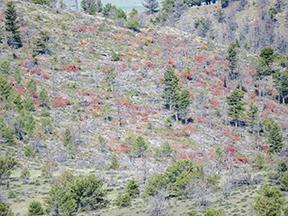 Hill side with red and green trees. 