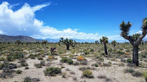 Desert landscape with spiny trees with a man collecting seeds. 