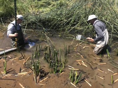 Two people in a pond catching juvenile parhump pool fish to relocate them