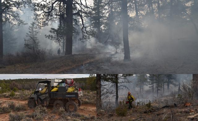 Caption/Alternative Text: Top: A firefighter stands with torch in a smoky area surrounded by large trees. Left: A firefighter reading a burn plan while waiting in a UTV carrying additional equipment for those working on the ground. Right: A firefighter walks through the large trees. Smoke hangs in the area and small fires are visible in the surrounding area.