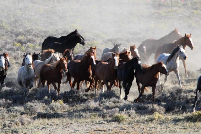 Top 5 things to know about the Wild Horse and Burro Program