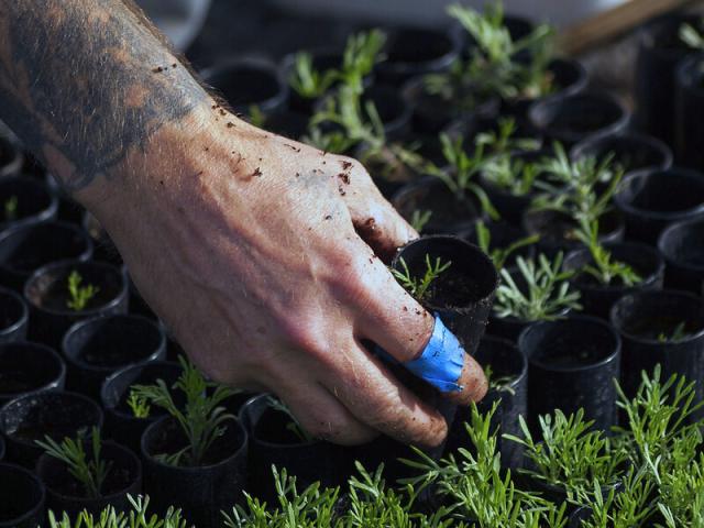 Sagebrush seedlings in a greenhouse are handled by an attendant