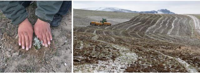 Hands planting a sagebrush seedling and heavy equipment re-seeding a landscape