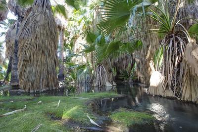 Palm Trees in a desert oasis