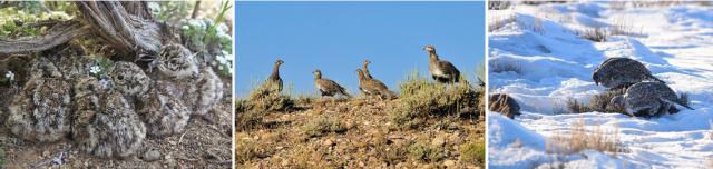 A three-image strip showing Greater sage-grouse in nesting rearing and wintering