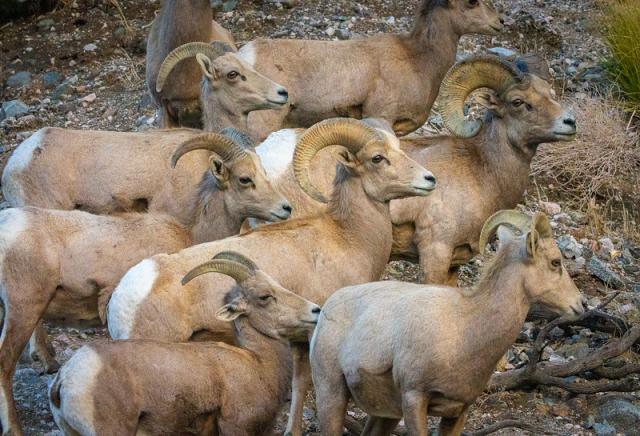 Big Horn Sheep in San Gorgonio Wilderness