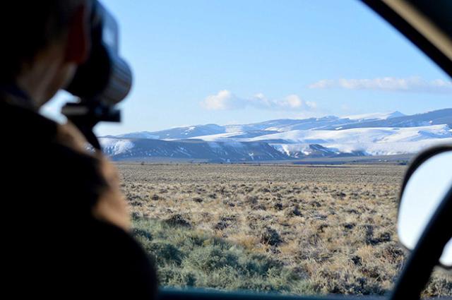 A wildlife biologist surveys Greater sage-grouse on a lek in Wyoming