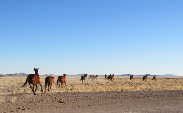 Wide shot of Mares released after GonaCon treatment 