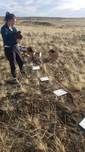 A Droneseed, Inc. team member standing in a field and installing a monitoring plot for experimental large size waffle pucks.