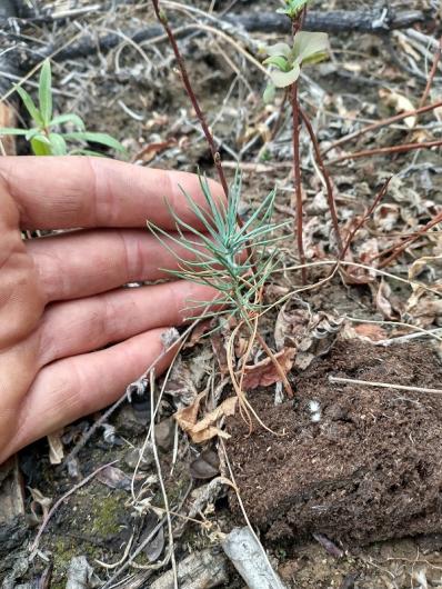 A person's hand next to a ponderosa pine seedling sprout