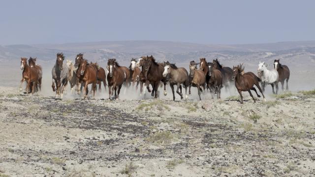The Bureau of Land Management (BLM) will hold a wild horse and burro adoption event in Florence, Colo. March 4-5 at Pathfinder Regional Park. The two-day outdoor event will feature 78 wild horses from the Sand Wash Basin. The horses were gathered from the range last fall as part of an effort to manage the herd’s growth.