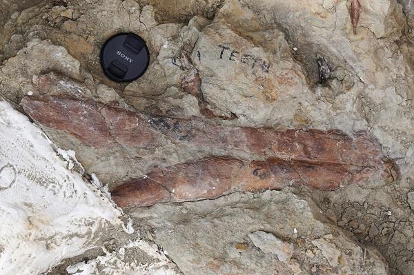 Lower jaw of the T2 tyrannosaur exposed in the rock