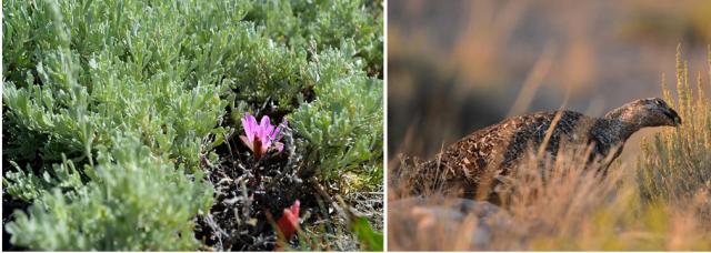 Two-image strip shows bitterroot blossom beneath sagebrush and a sage-grouse eating sagebrush leaves