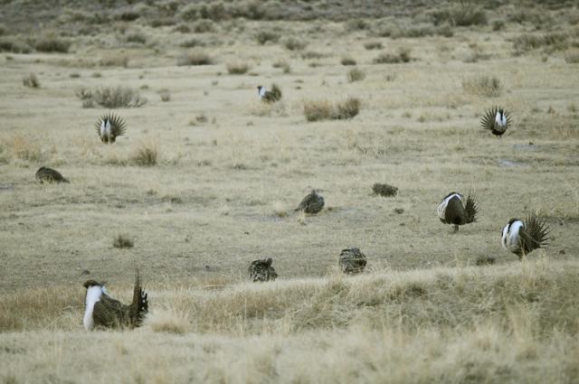 Greater sage-grouse gather at a lek.