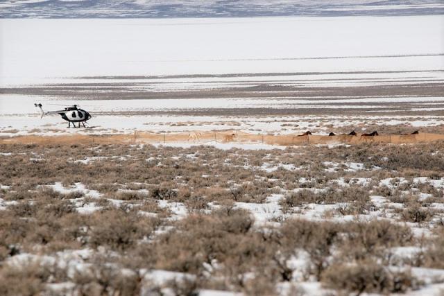 A helicopter guides wild horses into a trap. 