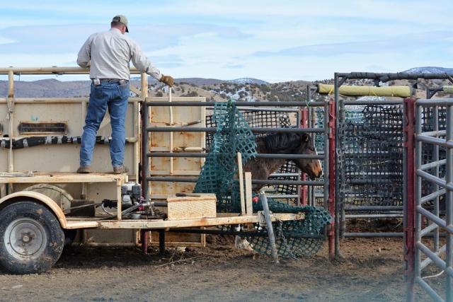 A wild horse is brought through a chute at a gather. 