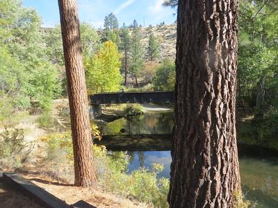 Two trees and a rail bridge in the forest