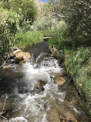 A creek in a riparian desert habitat.