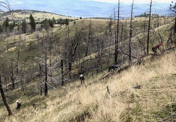 Contractors planting Douglas-fir and ponderosa pine seedlings within the Cornet-Windy Ridge Fire footprint.