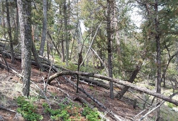 A forest with a tree falling over. 