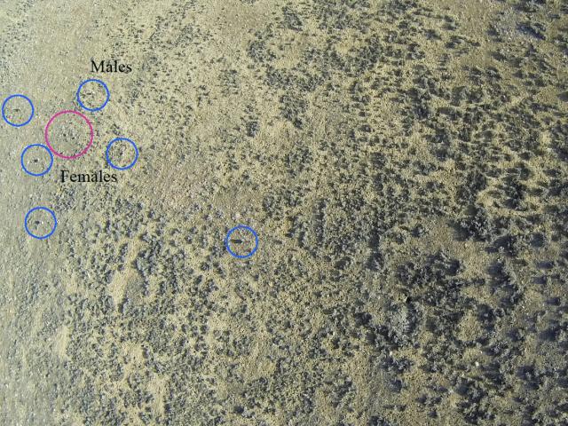 An overhead view of a sage-grouse lek in northwest Colorado