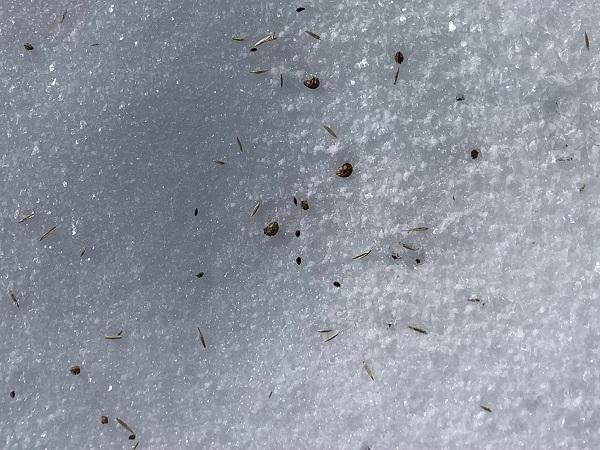 seed on the snow