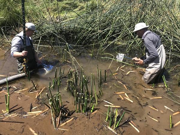 Two men netting fish in the muddy pond