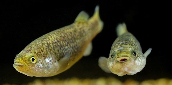 Pahrump poolfish swimming