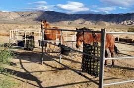 Horses in a corral. 