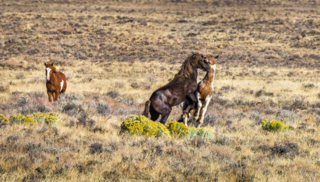 Wild horses sparring for dominance.