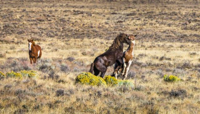 Wild horses sparring for dominance.