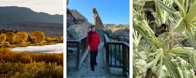  Mountain landscape with the Green River flowing and the leaves of the trees changing colors.   Woman in a red shirt standing on a boardwalk in front of a beautiful desert scene.  Ackerman’s Green Gentian.
