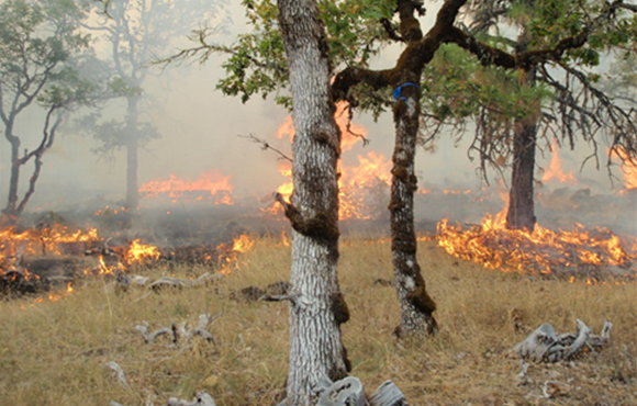 A prescribed fire (underburn) in the oak savannah of the Medford District