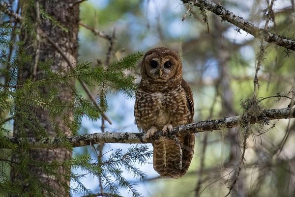 A northern spotted owl sits on a tree branch on BLM-managed public lands in the Medford District