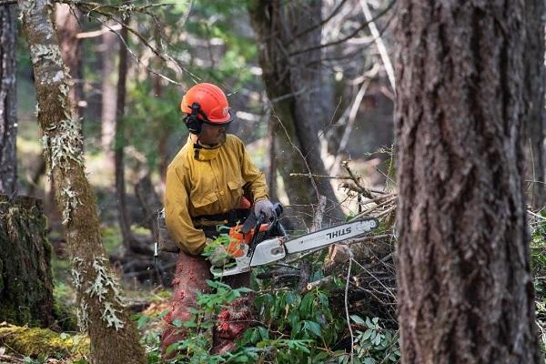 A person uses a chainsaw to trim branches in on a pile of debris removed from a forest as part of a thinning project on BLM-managed lands near Williams, Oregon