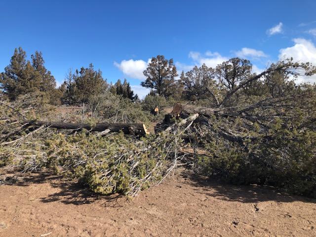 image of downed tree, photo by Blake Dornbusch, BLM Law Enforcement