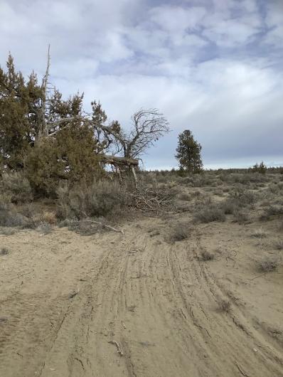 image of downed tree, photo by Cameron White, BLM Forestry Technician