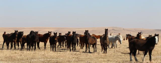 Horses standing on a pasture. 