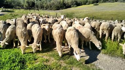 a herd of sheep in a green field