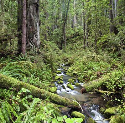 A lush green forest with a creek flowing through.