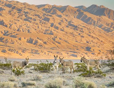 Burros in the desert