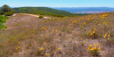 Poppies on a dry hill 