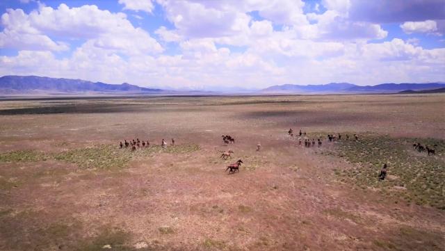 Wild horses on public lands