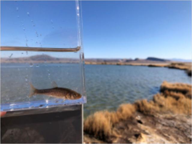 Image of Borax Lake Chub