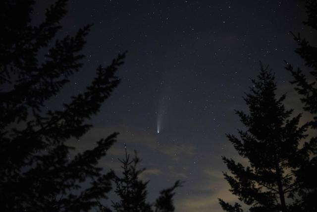 Comet streaks across a night sky in a forest 