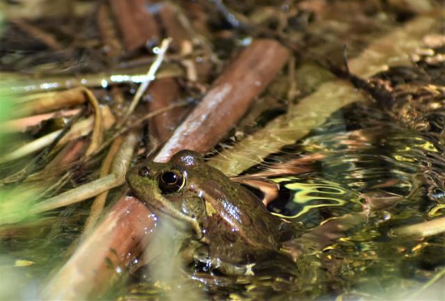 A greenish frog with brown spots and big eyes rests its head on a piece of vegetation in the water