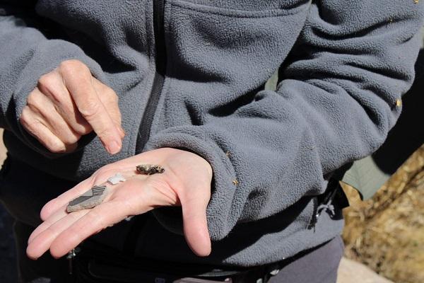 An arrowhead and piece of broken pottery found along the trail.