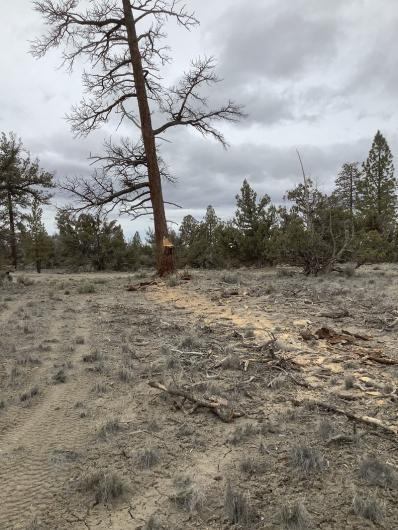 image showing illegal cutting in forest