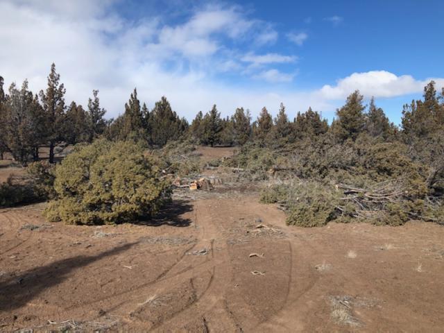 image showing illegal cutting in forest