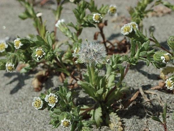 White flowers on a dune